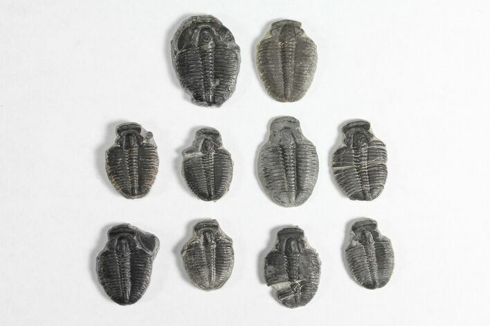 Lot: / Elrathia Trilobite Molt Fossils - Pieces #92042
